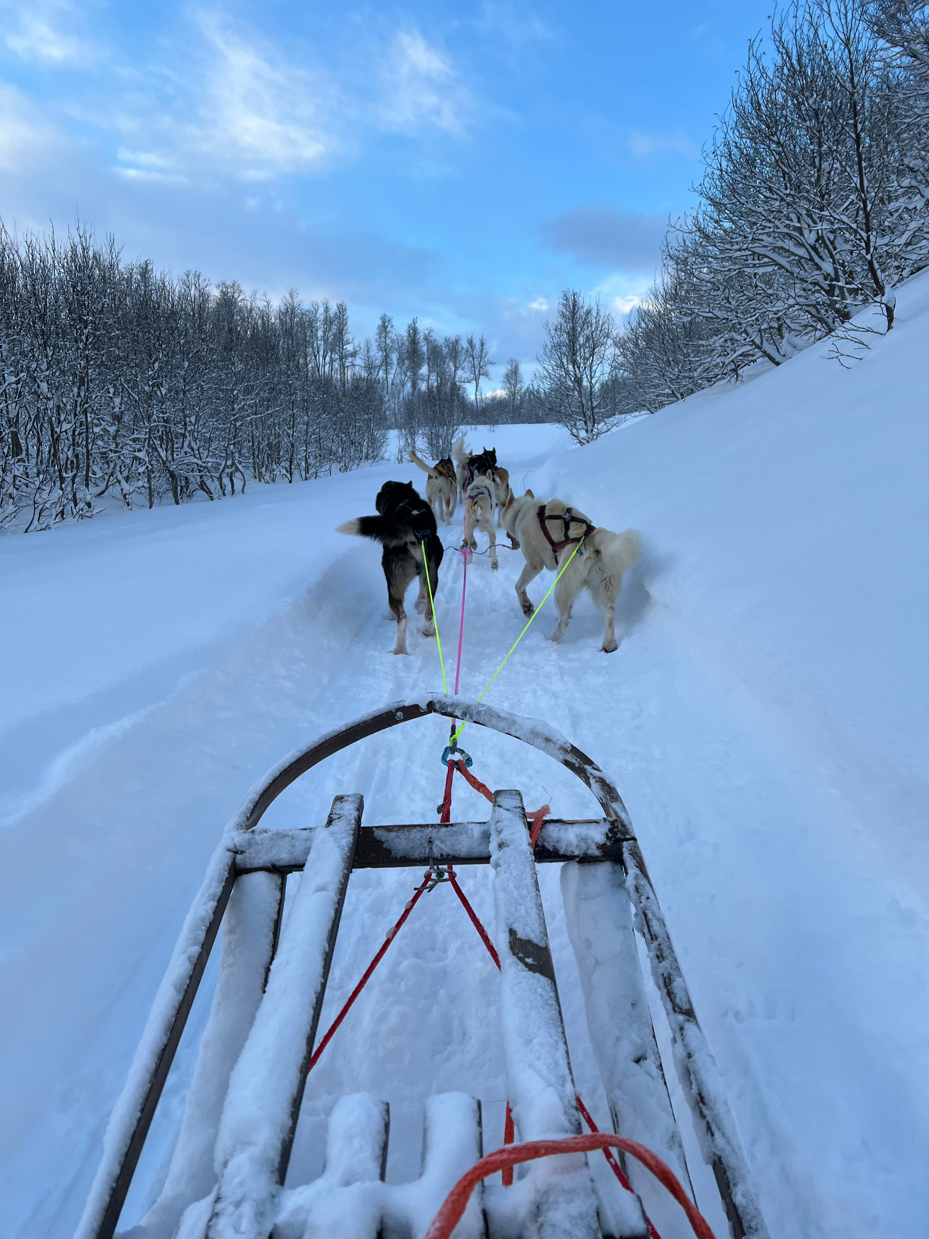 Husky-eventyr — bilde 1
